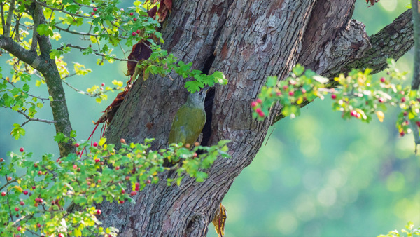 You have 20/20 vision if you can spot the animal hidden in tree under 5 seconds