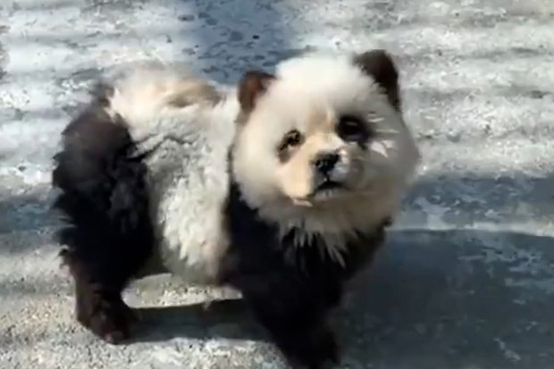 Dogs are painted to look like PANDAS at Chinese zoo